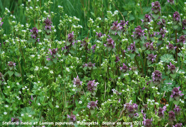 Stellaria media